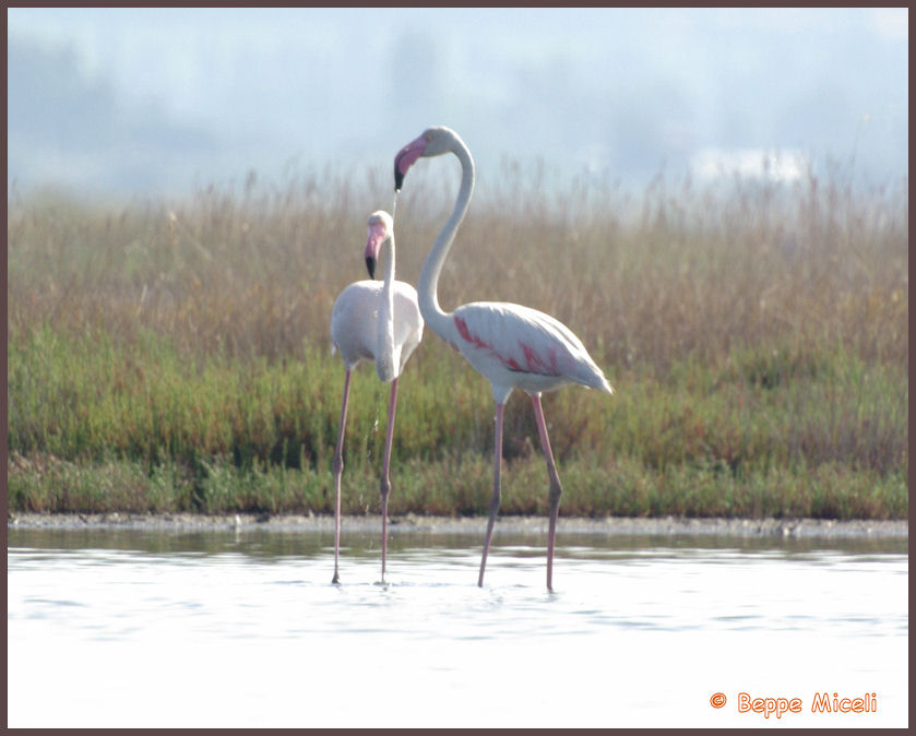 Fenicotteri rosa alla Diaccia Botrona (GR)